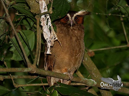 Crested Owl