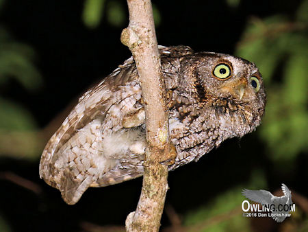 Brown morph Eastern Screech-Owl