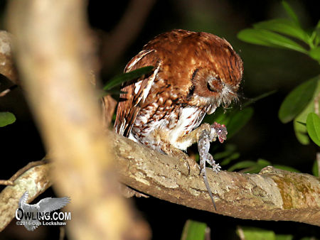 Eastern Screech-Owl eating gecko