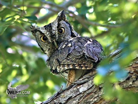 eastern-screech-owl450 Eastern Screech-Owl