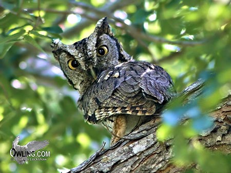 Eastern Screech-Owl