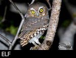 Elf Owl