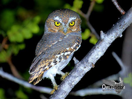 elf-owl450 Elf Owl