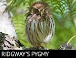 Ridgway's Pygmy Owl