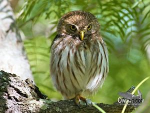 Ferruginous Pygmy-Owl