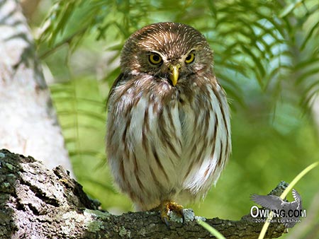 ferruginous-pygmy-owl450 Ferruginous Pygmy-Owl