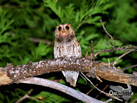 flammulated-owl450 Flammulated Owl