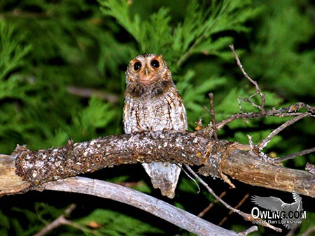 Flammulated Owl