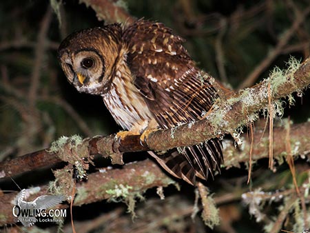 Fulvous Owl