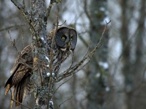 Northern Owl Invasion