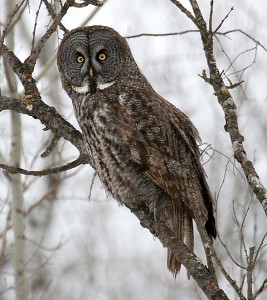 Northern Owl in tree