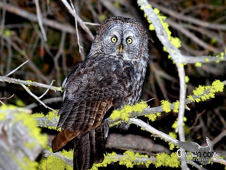 Great Gray Owl