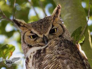 Owl Species Chart