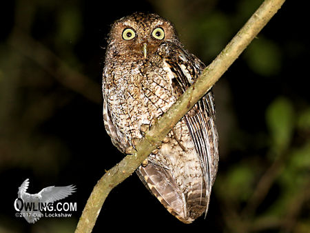 Guatemalan Screech-Owl