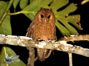 Jamaican Owl