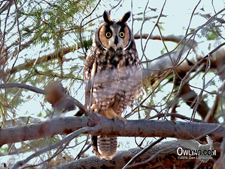 long-eared-owl450 Long-eared Owl