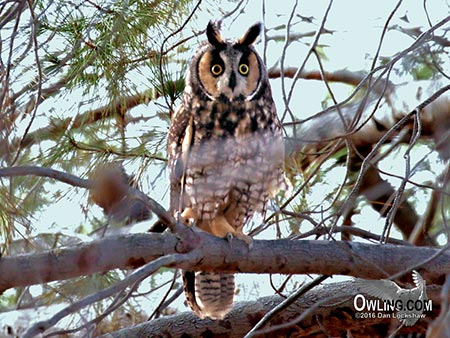 long eared owl