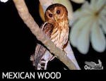 Mexican Wood Owl