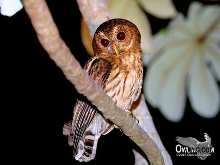 Mottled Owl