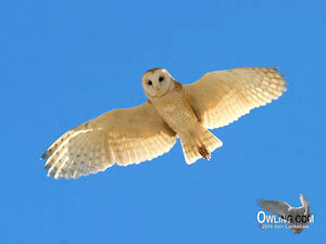 Barn Owl