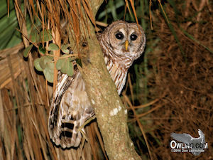 Barred Owl