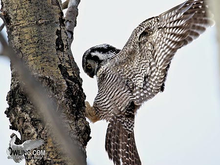 Northern Hawk Owl Northern Hawk Owl