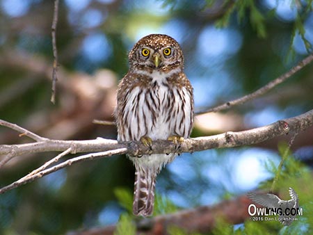 Owling in the daylight for Northern Pygmy-Owl