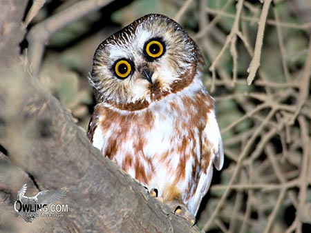 Northern Saw Whet Owl