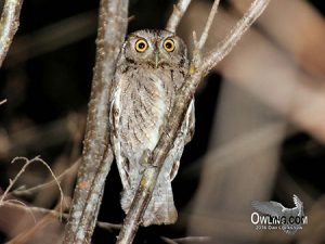 Oaxaca Screech-Owl