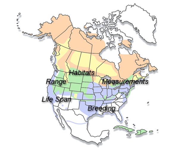 owl-biology-map Owl Biology
