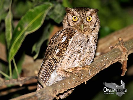 Pacific Screech-Owl