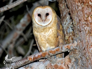 Barn Owl - Carrizo, CA 12/2015       