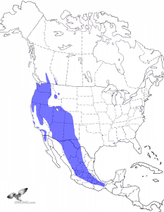 Flammulated Owl Range Map