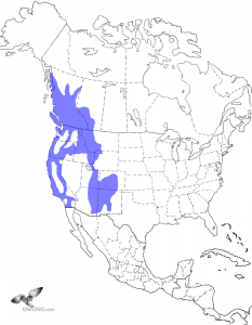 Northern Pygmy-Owl Range Map