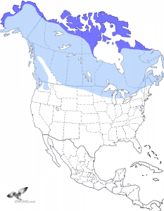 Snowy Owl Range Map
