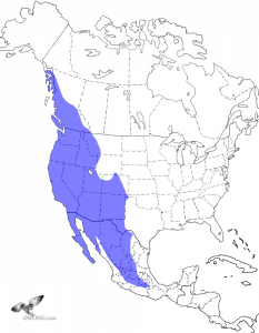 Western Screech-Owl Range Map
