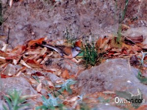 Baird's Junco