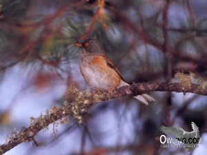 Baird's Junco