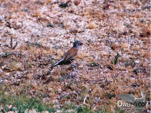 Baird's Junco