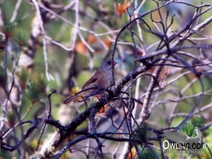 Baird's Junco