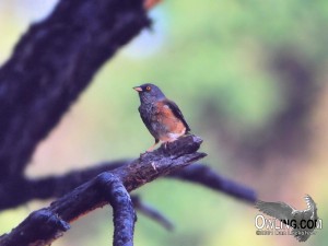 Baird's Junco