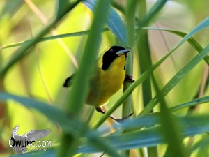 Belding's Yellowthroat