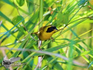 Belding's Yellowthroat