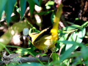 Belding's Yellowthroat