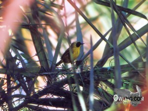 Belding's Yellowthroat