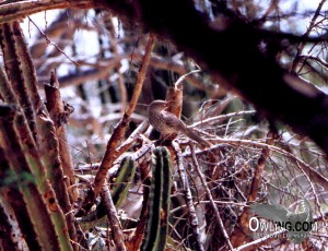 Gray Thrasher