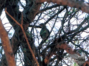 Gray Thrasher