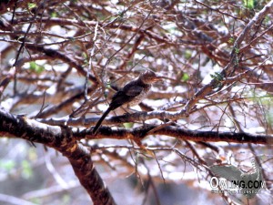 Gray Thrasher