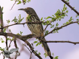 Gray Thrasher