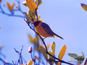 Mangrove Warbler